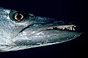 Photo of barracuda head in profile with jaw extended