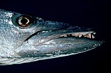 Close-up of Sphyraena barracuda
