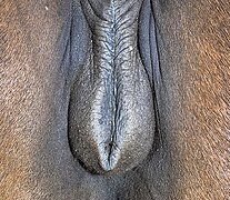 Vulva of a horse