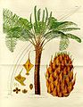 Image 4Form, leaves and reproductive structures of queen sago (Cycas circinalis) (from Tree)