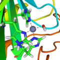 Close-up of carbonic anhydrase active site