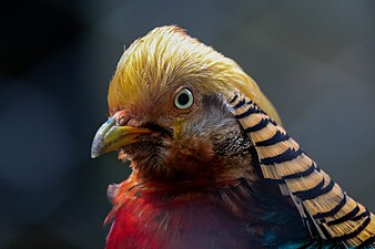 Golden Pheasant male