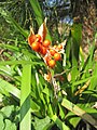 Iris foetidissima, capsule