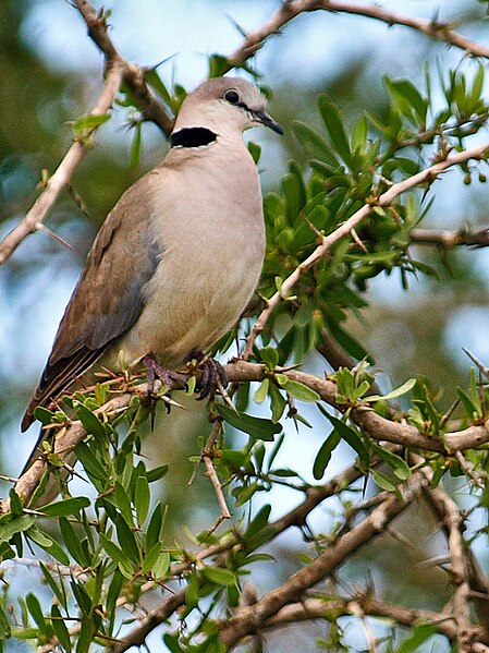 File:Ring-necked-Dove-Masai-Mara.jpg