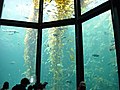A 335,000 U.S. gallon (1.3 million litre) aquarium at the Monterey Bay Aquarium in California displaying a simulated kelp forest ecosystem.