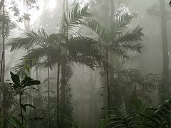 jungle humide, chaîne de montagnes côtières. la guaira.