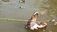 Gator in Louisiana bayou eats