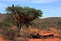Baboons caught up a tree by Kalahari lions (1 of 3)