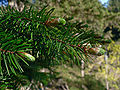 Image 47Pinaceae: needle-like leaves and vegetative buds of Coast Douglas fir (Pseudotsuga menziesii var. menziesii) (from Conifer)