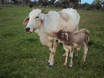 Cattle farming in Arauca