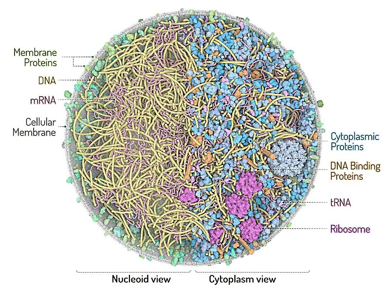 File:3D Whole Cell (3D-WC) model of a Mycoplasma genitalium cell Vertical clipping plane, top view.jpg