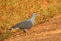 Конголезский голубь обитает в Африке южнее Сахары