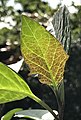 Underside of young leaf of D. metel 'Fastuosa' back-lit to show purplish pigmentation toward base of lamina