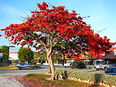 The Royal Poinciana grows in South Florida and blooms in the winter, an indication of South Florida's tropical climate