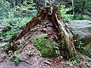 Mrtvé dřevo kolem říčky Chřibská Kamenice v chráněné krajinné oblasti Labské pískovce v přírodní rezervaci Pavlínino údolí