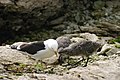 Image 18Kelp gull chicks peck at red spot on mother's beak to stimulate the regurgitating reflex. (from Zoology)