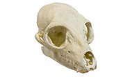 Skull of a ring-tailed lemur