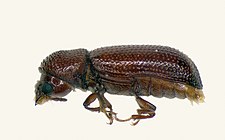 The lesser grain borer is a serious pest of sorghum.