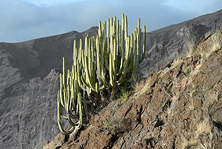 Euphorbia canariensis (Canary Island Spurge) Image is also a Featured picture of Tenerife