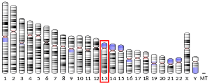Chromosome 13 (human)