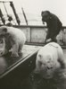 Polar bear cubs onboard!