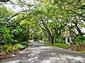 Typical residential street in Coral Gables