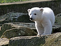 Liebling der Medien: Eisbärbaby Knut im Alter von drei Monaten.