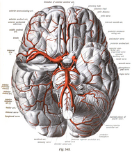 The arteries of the base of the brain (inferior view).