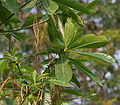 Alstonia macrophylla