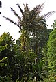 Sugar palm, Arenga pinnata, from Situgede, Bogor, West Java, Indonesia