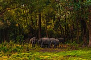 Herd of elephants in Manas