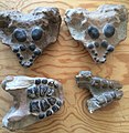 Casts of Omphalosaurus jaws, from my work