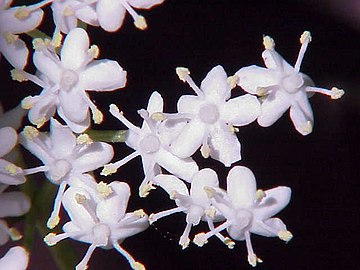Flowers of S. nigra