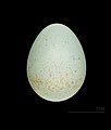 Oenanthe deserti homochroa egg MHNT
