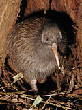 Thumbnail for Kiwi (bird)