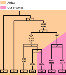 Description de l'image Y-DNA tree.svg.