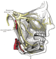 Branches of the trigeminal nerve. The zygomatic nerve is visible branching from the maxillary nerve and entering the orbit.
