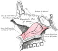 Median wall of left nasal cavity showing vomer in situ.