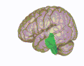 3D visualization of the brainstem in an average human brain