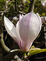« Faux tulipier » (Magnolia ×soulangeana).
