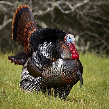 Wild turkey by Frank Schulenburg