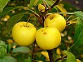 Image 38Malus sylvestris (from List of trees of Great Britain and Ireland)