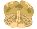 Cross-section of the inferior medulla