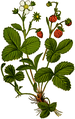 Fragaria vesca plate 27 in: Wayside and woodland blossoms, 1895 crop