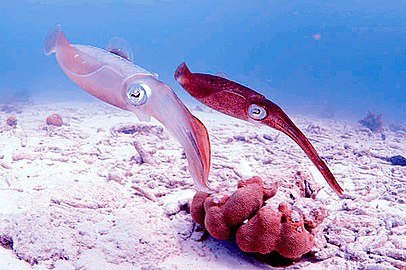 Reef squid, Bonaire