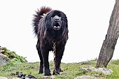 Tibetan Mastiff from Nepal