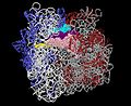 Eubacterial 70S Ribosome from Thermus thermophilus