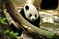 Panda Gao Gao, San Diego Zoo.