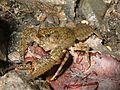 Thumbnail for Crayfish