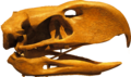 恐鶴的顱骨